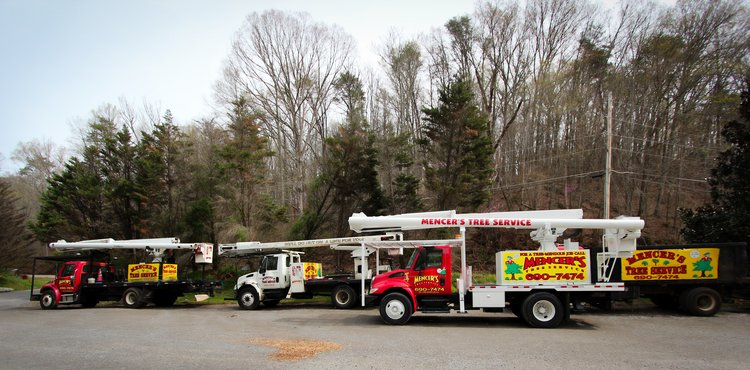 Tree Service